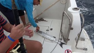 Морская рыбалка на Кубе/Троллинг в Атлантическом океане/Куба, Ольгин, отель Playa Costa Verde