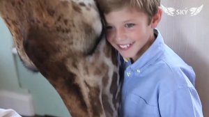 Сказочный отель с жирафами - Giraffe Manor