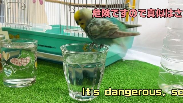 本気を出して泳いだら やっぱりスゴかったインコ