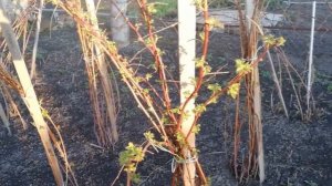 МАЛИНА.УХОД ЗА МАЛИНОЙ ВЕСНОЙ. ВЕСЕННЯЯ ПОДКОРМКА И ОБРАБОТКА МАЛИНЫ.МАЛИНА БУДЕТ КРУПНОЙ.