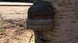 Horse hoof mushrooms for health