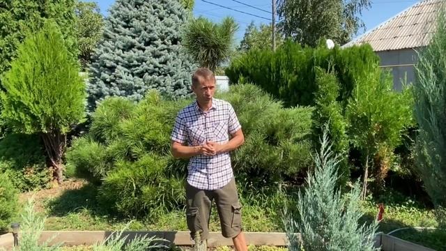 Где сажать хвойные растения на солнце,в полутень или в тень? питомник "Хвойный дворик" смотреть онлайн