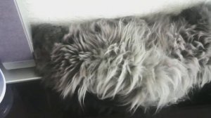 Кот храпит во сне))).