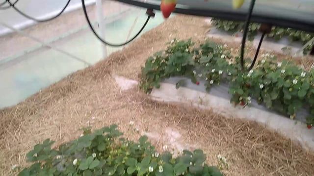 Вред или польза от Аммонийного азота на клубнике и нужен ли он вообще! смотреть онлайн