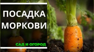 Как сеять морковь, чтобы не тратить время на прореживание