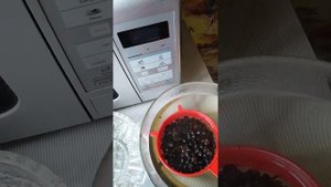 Как оживить семена пальмы трахикарпус