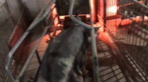 Естрофан для свиноматок,Зачем и надо Ли??? я использую и вам советую, а вы решайте сами