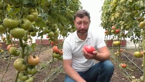 Очень вкусный розовый томат ПИНК КАЛИБР, выбор гурманов! #семенарозовогопомидора #томатпинккалибр