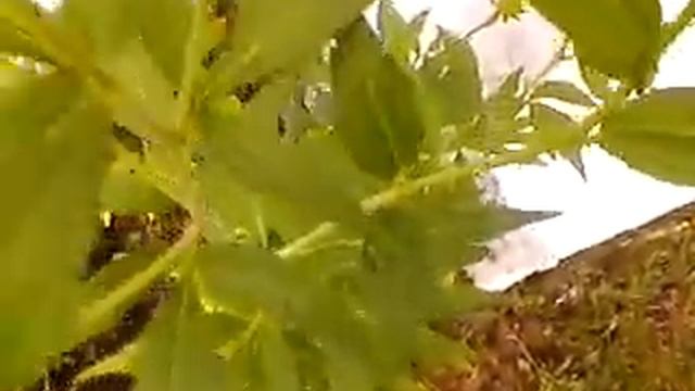 Рудбекия разрезнолистная, 17 июля смотреть онлайн