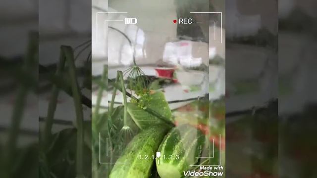 #Собираемурожай смотреть онлайн