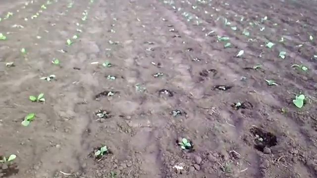 высаживаем рассаду табака в открытый грунт смотреть онлайн