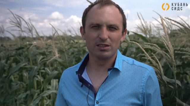 Выращивание сахарной кукурузы. Початки наивысшего качества - это гибриды НОА и Харди.