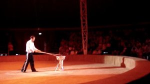 цирк в Анапе