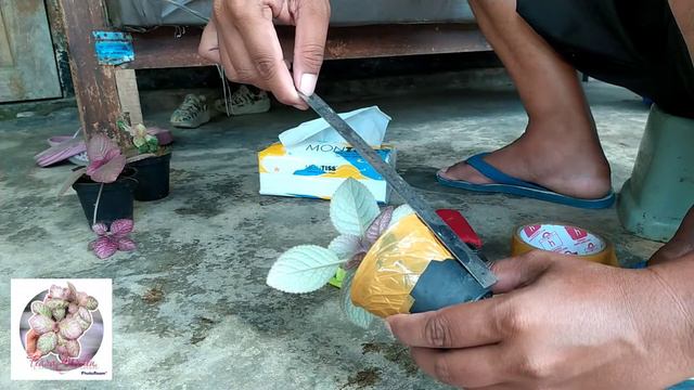 Cara Packing Episcia ala Tiara Garden #episcia #tiaragarden #tanamanhias #tanamanhiasmurah смотреть онлайн