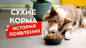 История появления сухих кормов для собак.