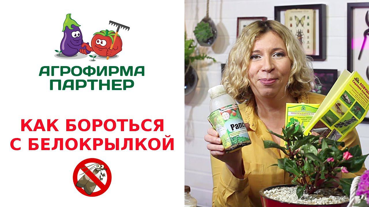 КАК БОРОТЬСЯ С БЕЛОКРЫЛКОЙ