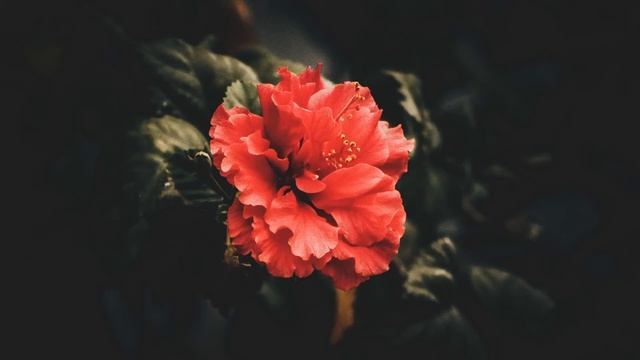 Самая Нежная и красивая музыка антистресс . Жизнь вокруг ПРЕКРАСНА! Скажи Жизни Да