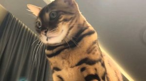 КАК ВЫБРАТЬ КОТЕНКА? ПОЛЕЗНЫЕ СОВЕТЫ ПРИ ВЫБОРЕ КОТИКА 🐾