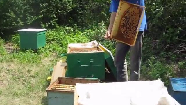 Ржачное видео Пчелы покусали пчеловода