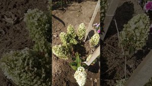 Метелтчатая гортензия Меджикал Маттерхорн. 12 сентября 2022г. Восточный Крым.