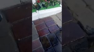 Покрытие тротуарной плитки лаком для камня