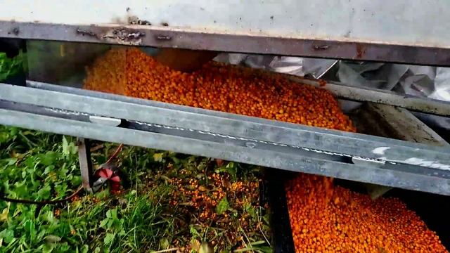 Веялка для ягод очистка ягід облепихи смотреть онлайн
