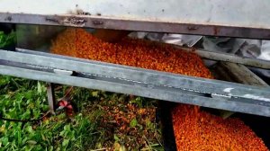 Веялка для ягод очистка ягід облепихи
