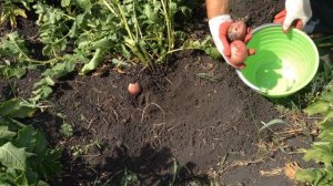 Свежий картофель уже 20 июля. Урожай раннего картофеля.