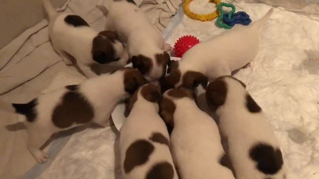 Как кормить трёх недельных щенков? Первый прикорм щенков сухим кормом? Щенки ? Джек Рассел Терьер смотреть онлайн