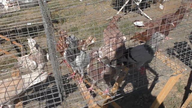 30.08.20.Птичий Рынок г.Кропоткин ч5.08/30/2020. Bird Market, Kropotkin, part 5. смотреть онлайн