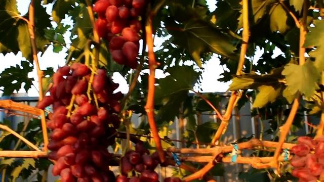 Дубовский розовый 2018г. Особенности выращивания г.ф. смотреть онлайн