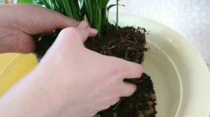 Спатифиллум после обрезки корней спустя 9 месяцев!