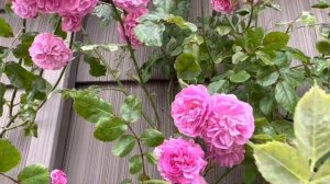 Lavender Lassie (Climbing Roses)