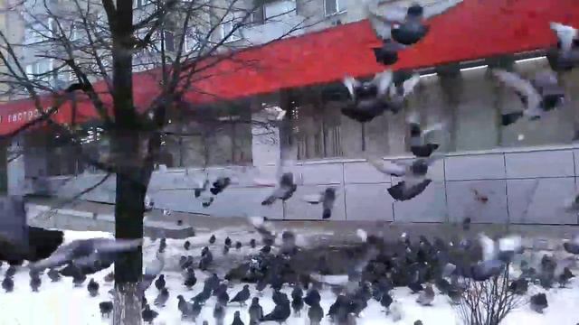 голуби атакуют смотреть онлайн