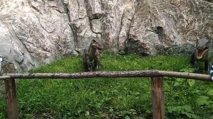 Денис в Новосибирском Дино парке