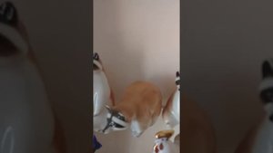 Частная  коллекция фарфоровых статуэток -1часть(Soviet porcelain, the USSR)