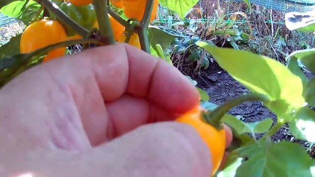 Aji Dulce Amarillo - Сорт острого перца смотреть онлайн