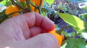 Aji Dulce Amarillo - Сорт острого перца