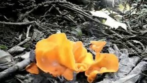 "Дымящие" грибы