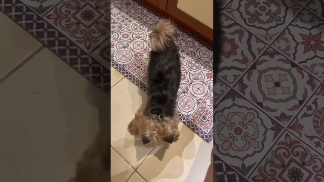 Йоркширский терьер просит поиграть , поиграй со мною, поиграй со мною смотреть онлайн