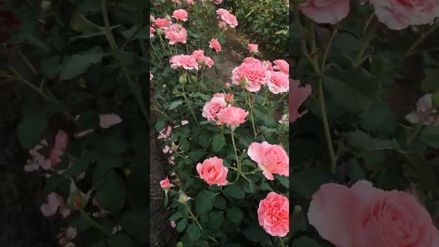 Троянда Лоран Каброль (Laurent Cabrol) і Декор Арлекін (Decor Arlequin). смотреть онлайн