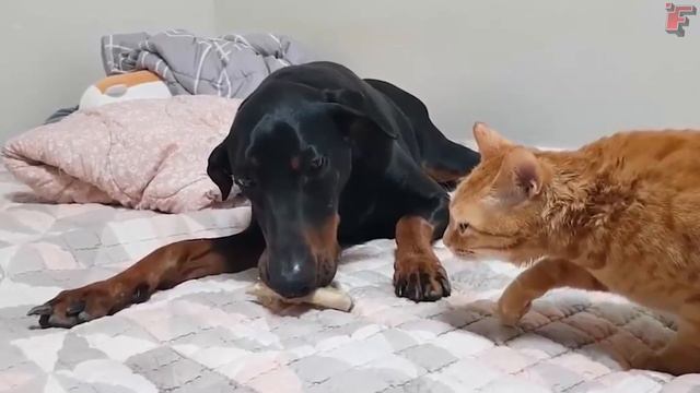 Смешные Драки Животных смотреть онлайн