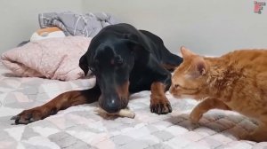 Смешные Драки Животных