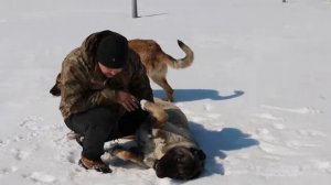 Турецкий кангал - пастух волкодав, большая красивая собака анатолийская овчарка