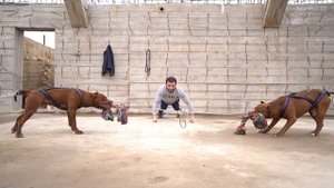 ЧЕМ ЗАКОНЧИЛОСЬ ПРОТИВОСТОЯНИЕ ПИТБУЛЕЙ СПАЙКА & МУСЫ !!! Кто сильнее .... ??? Разгадка близка !!!