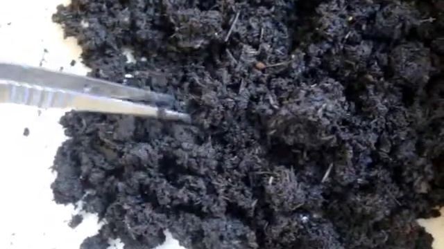 1500 червей от одного червя в год - миф или реальность? Эксперимент. Ч.3.1 смотреть онлайн