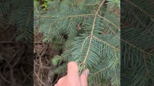 Colorado blue spruce, Picea pungens