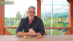 Яблонная плодожорка Избавляемся от гусениц из яблок