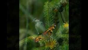 Sony A6300 with the Sony 70-350mm