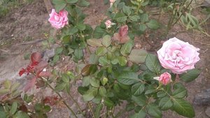 ОСЕНЬ И РОЗЫ. ПОДКОРМКИ. ПОЛИВ. УХОД. Ч-Г РОЗА УАЙТ-СИМФОНИЯ. ФЛОРИБУНДА ЭСКАЛИБУР.